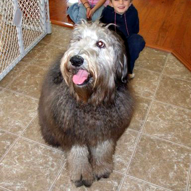 Silver Labradoodles from Mountain Creek Labradoodles