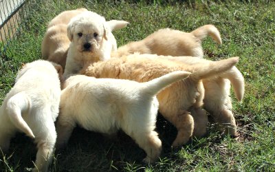 Labradoodle Adoption Information