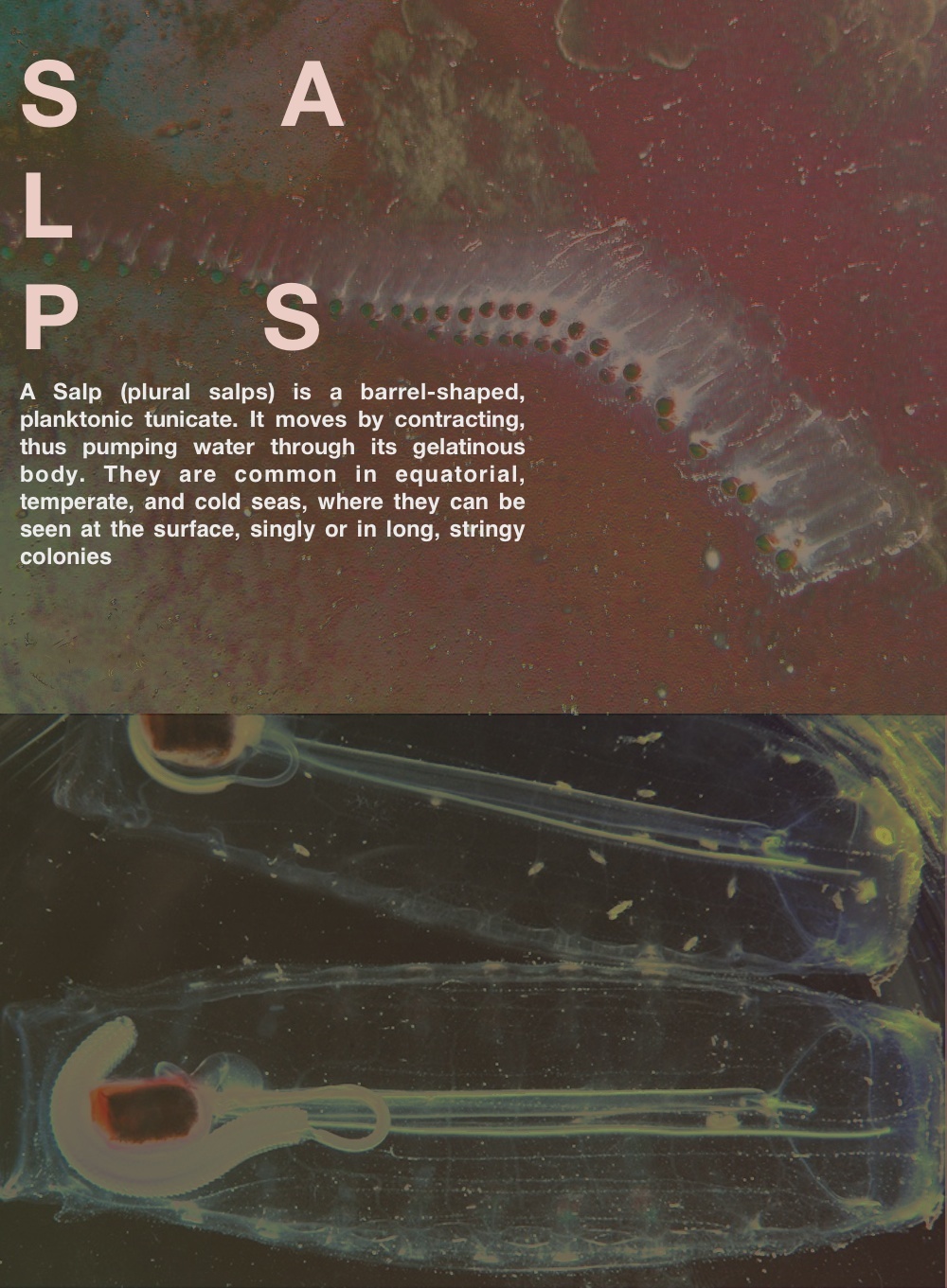 547d764d39b0bf7409a30459_salp-chain.jpg