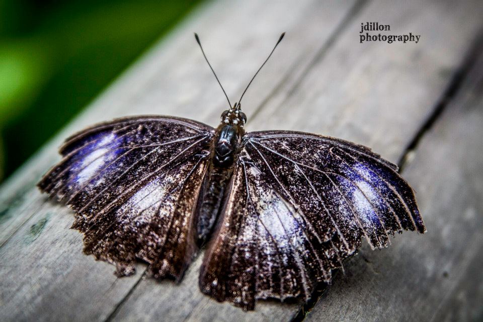 Chattanooga Photographer | Random Photography