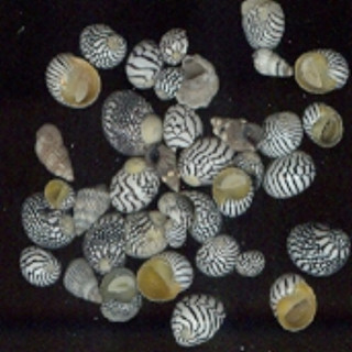 54b17d98cb0095327747471b_N012.jpg