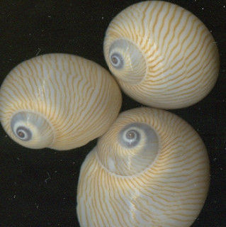 54b8229b9f50fc107c232c18_M007.jpg