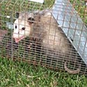 Rhode Island Pest Control License Rhode Island Pest Control License