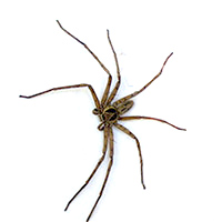 Exterminator Experience Total Extermination Exterminator Experience Total Extermination