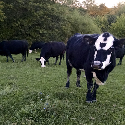 54cab11a0fefe47212a24ed8_cow-circle.jpg