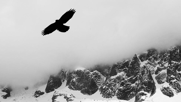 54c972e4d23112847b3466b2_birdcloud-cc0-web16.jpg