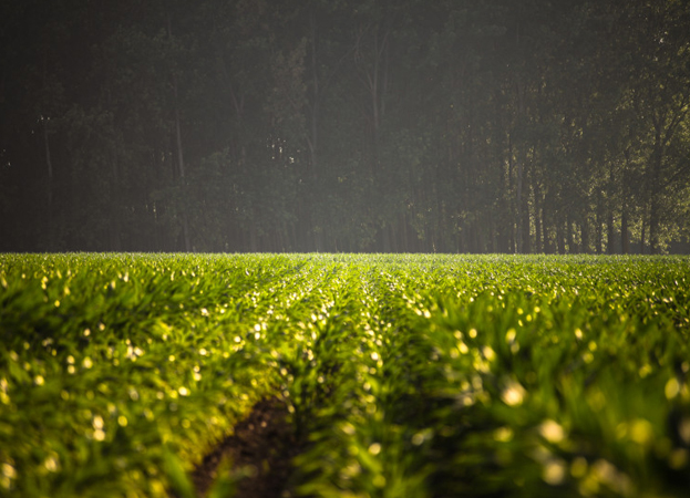 54e529f88fb8905c20c58ada_agriculture.jpg