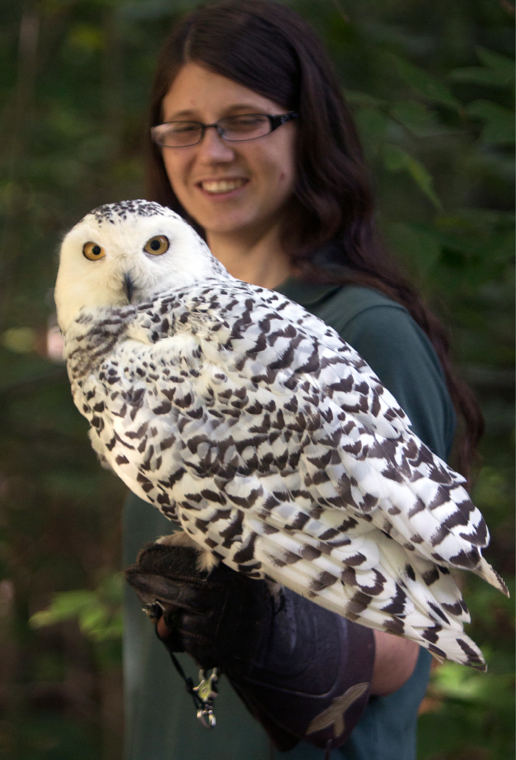 Snowy Owl Snowy Adopt Special