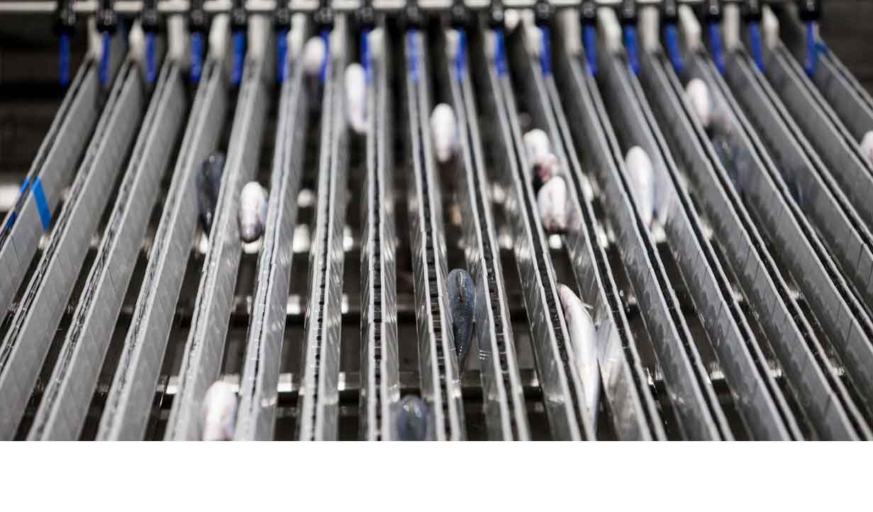 Automatic Grading Solutions for Pelagic Fish