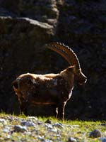 Walking, trekking, snowshoeing, Chamonix, French Alps. Image courtesy www.hemsleyphotography.co.uk