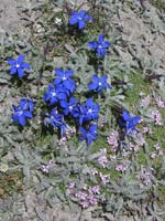 Alpine gentians