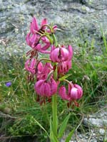 martagon lily