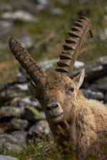 Alpine ibex