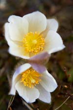 Alpine flora and fauna are part of the Mountain Balance experience. Image courtesy www.hemsleyphotography.co.uk