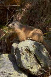 Alpine marmot. Image courtesy www.hemsleyphotography.co.uk