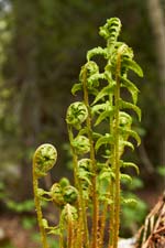 Alpine ferns. Image courtesy www.hemsleyphotography.co.uk