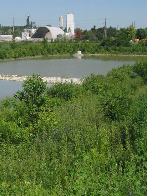 A highly bio-diverse natural landscape designed by Judith Wright for a new storm water pond.