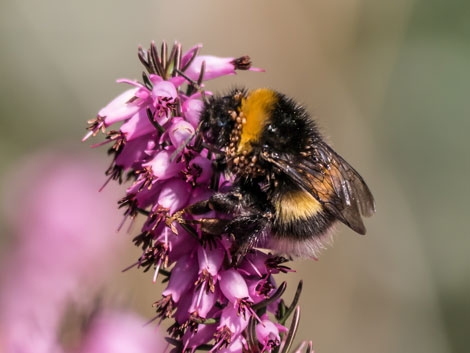 Bee on Calluna