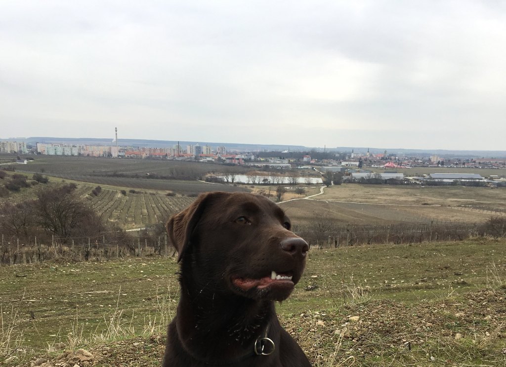 štěňátka