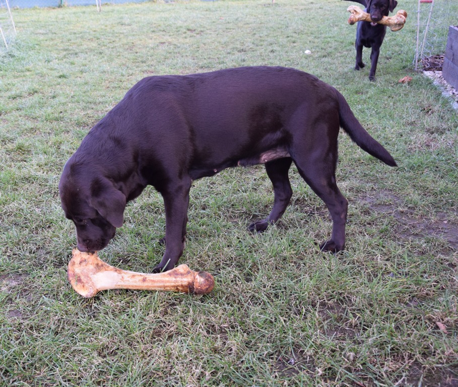 štěňátka