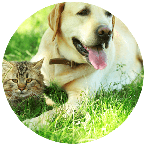 Pet dander and pollen/grass allergies can be stopped