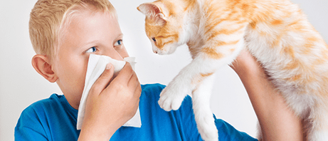 Pet dander allergies can be miserable